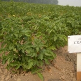 Posjed krompira: karakteristike sorte, recenzije